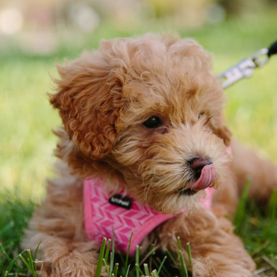 Cockapoo Puppy For Sale - Florida Fur Babies